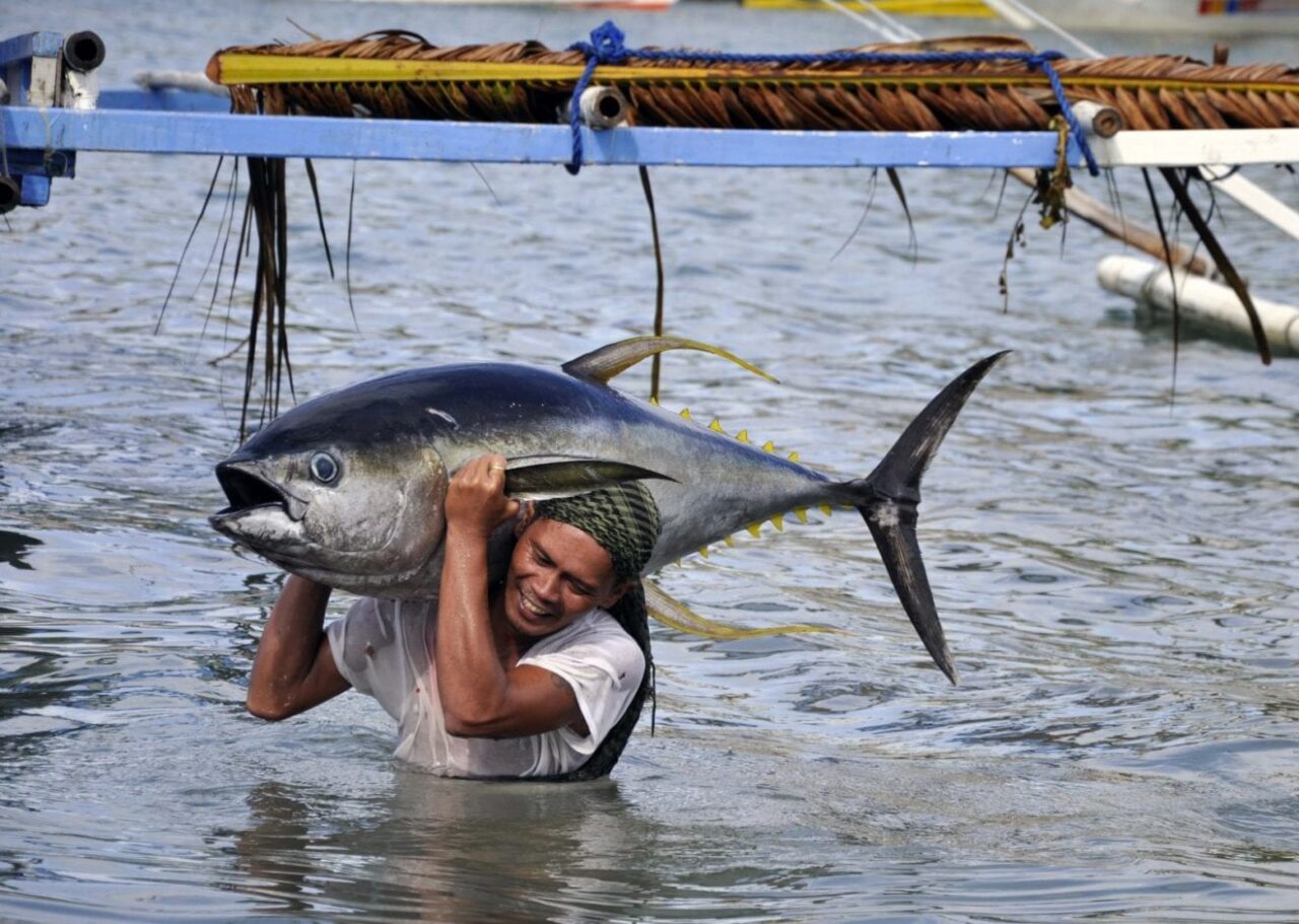 tuna story images fisherman with tuna by gregg yan for wwf