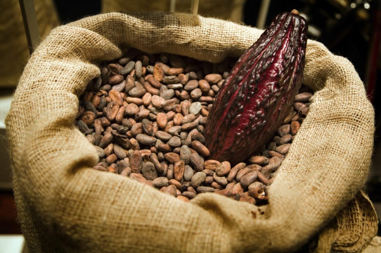 cacao pod k4636 141