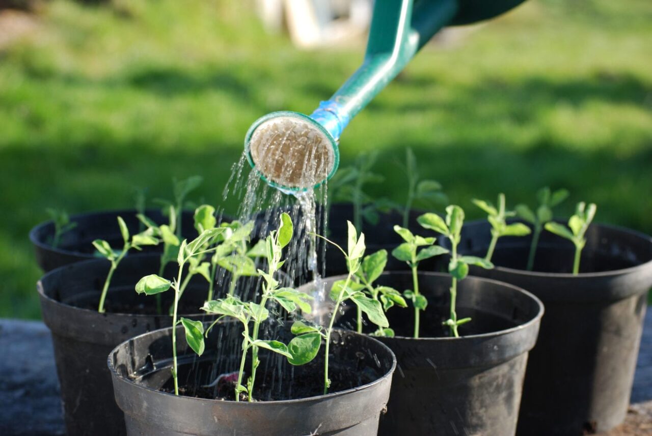 organic seed