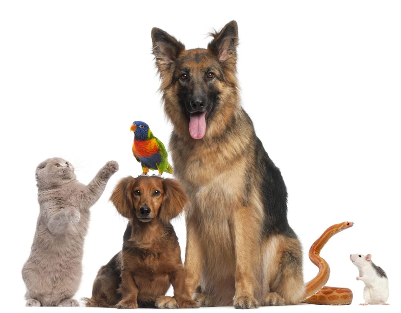 World Pet Memorial Day