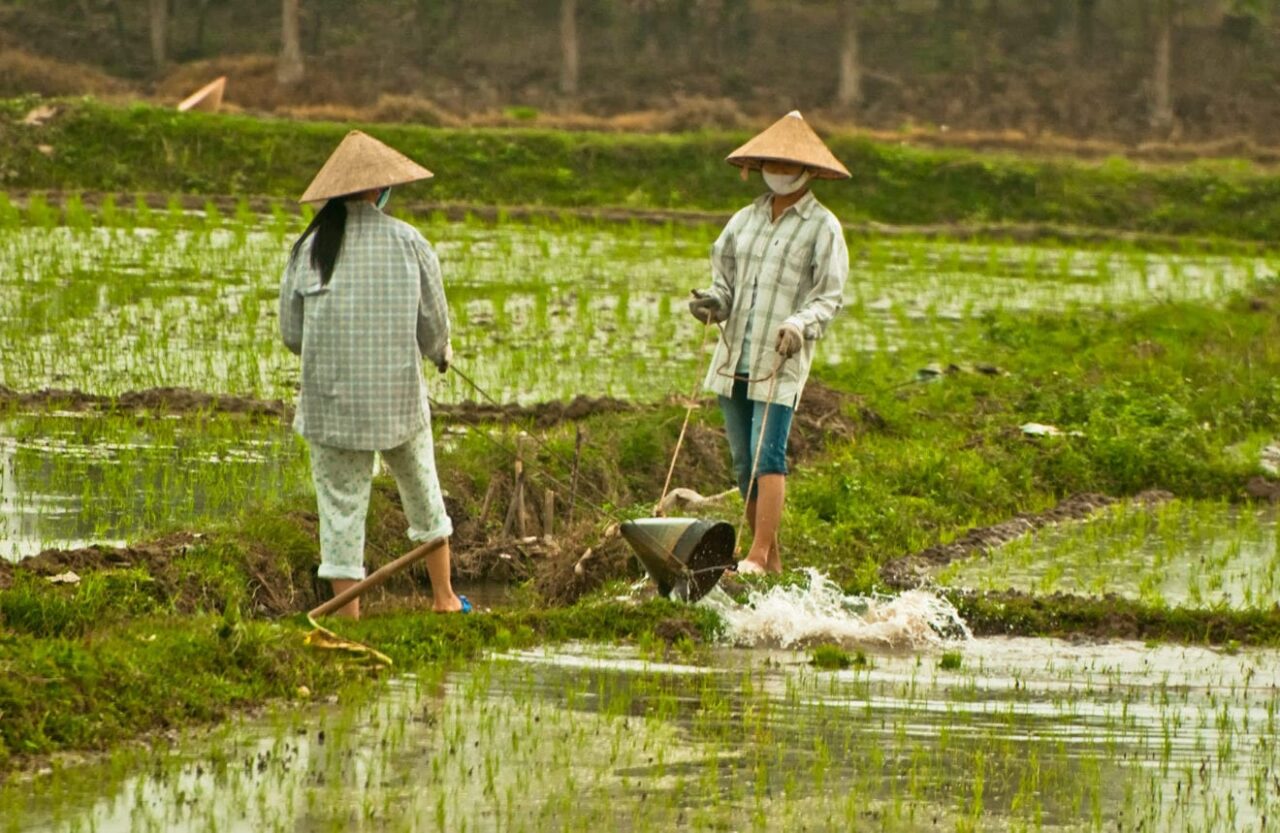 630 1workers in rice field