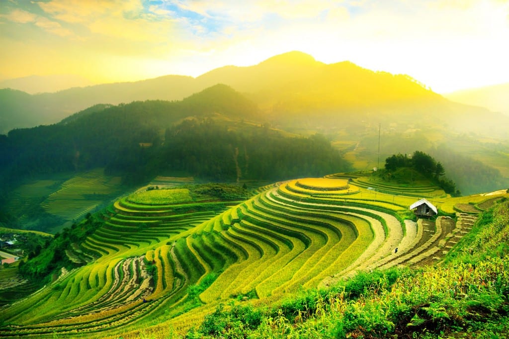 Balinese-rice-fields-1024x682.jpg