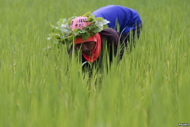 A rice farmer collects snails and cleans the rice field near Udon Thani, Thailand, Sep. 15, 2015.