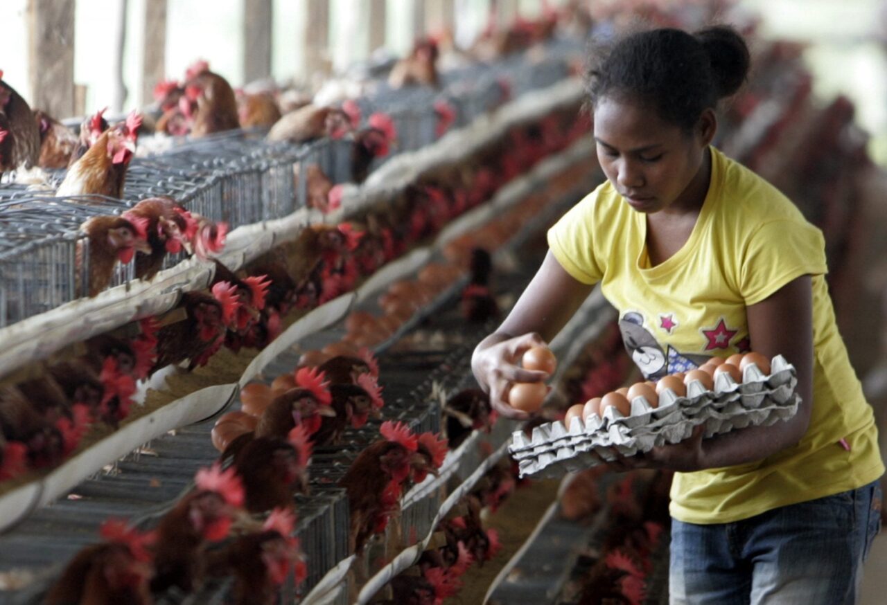 chicken farm