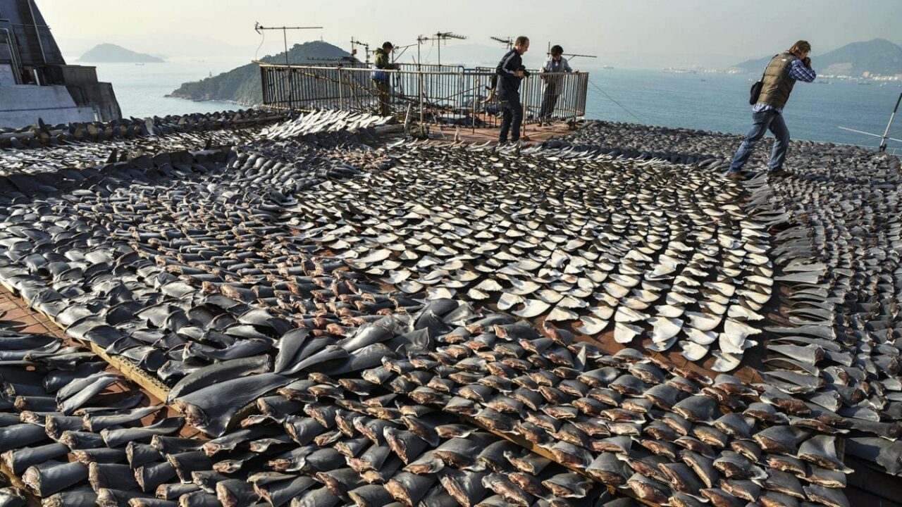 shark fins