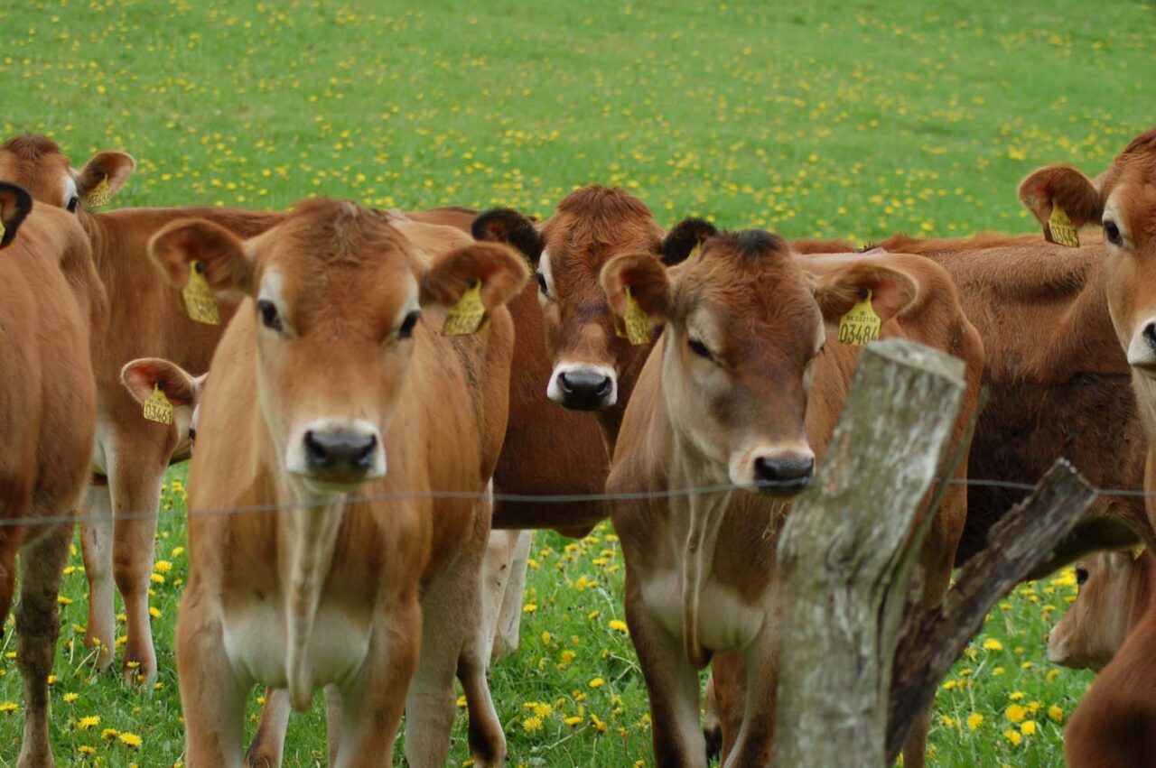 cow import
