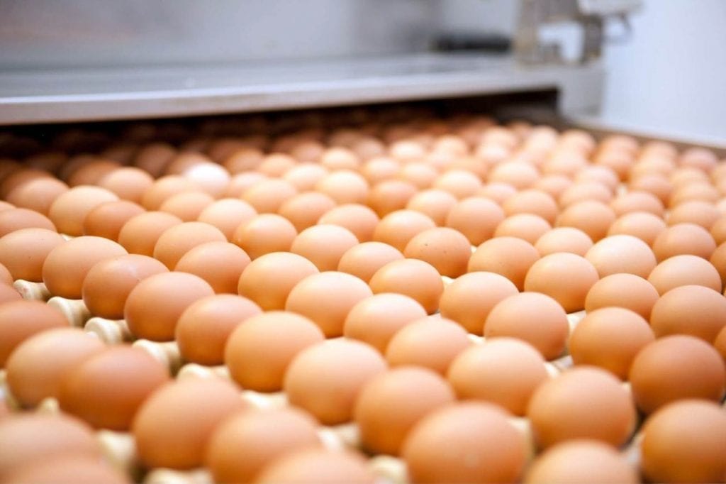 egg-production-1024x682.jpg