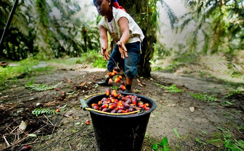 palm-oil-1024x633.jpg