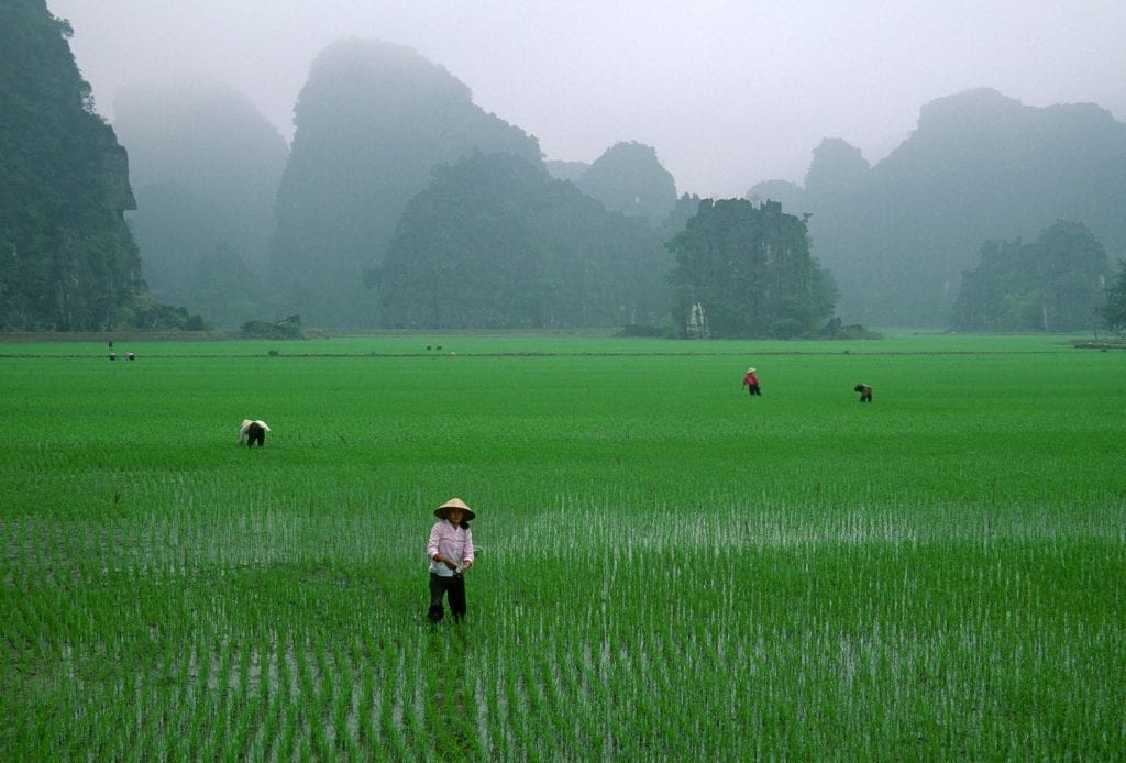 Vietnam-Rice-1024x694.jpg