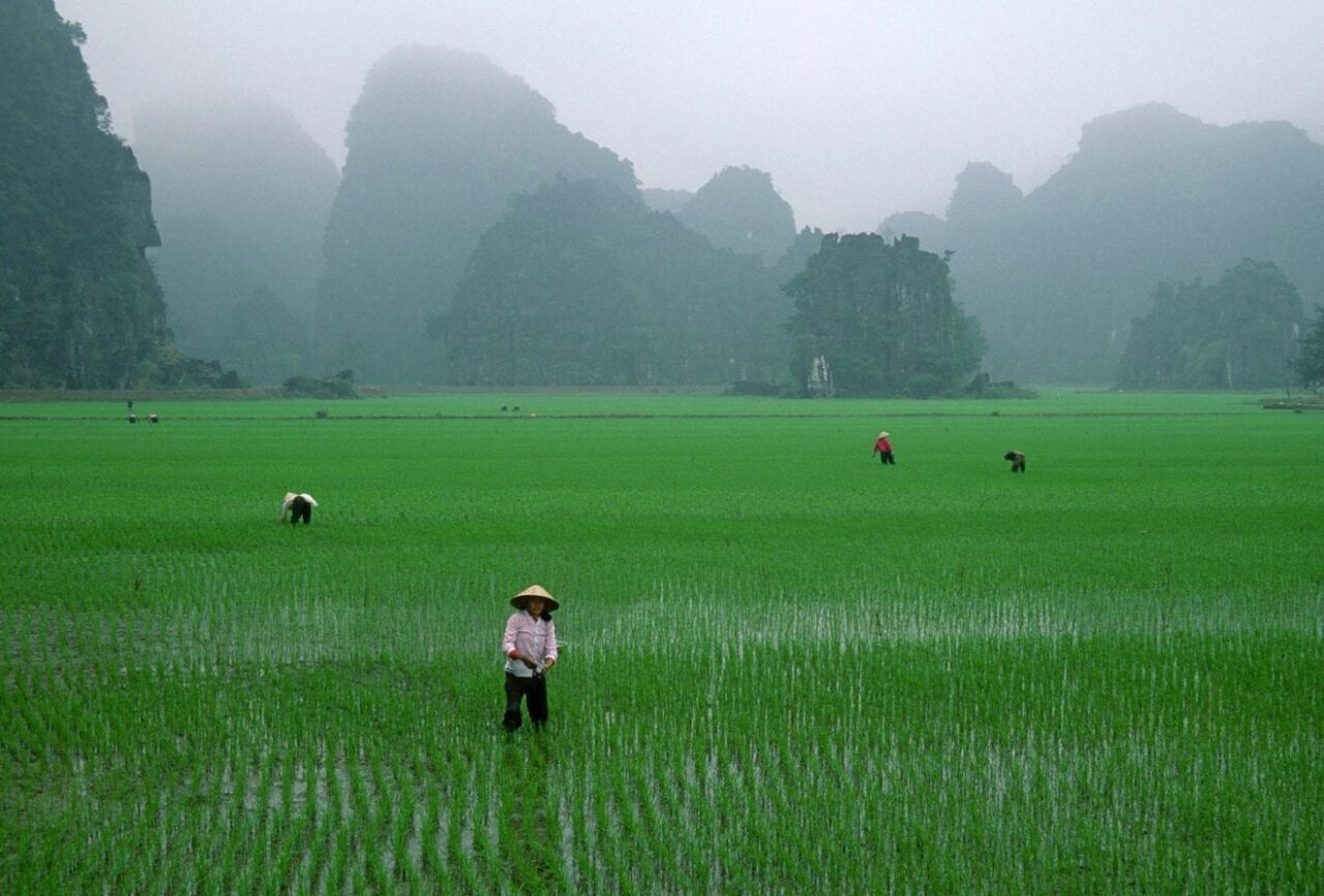 Vietnam Rice
