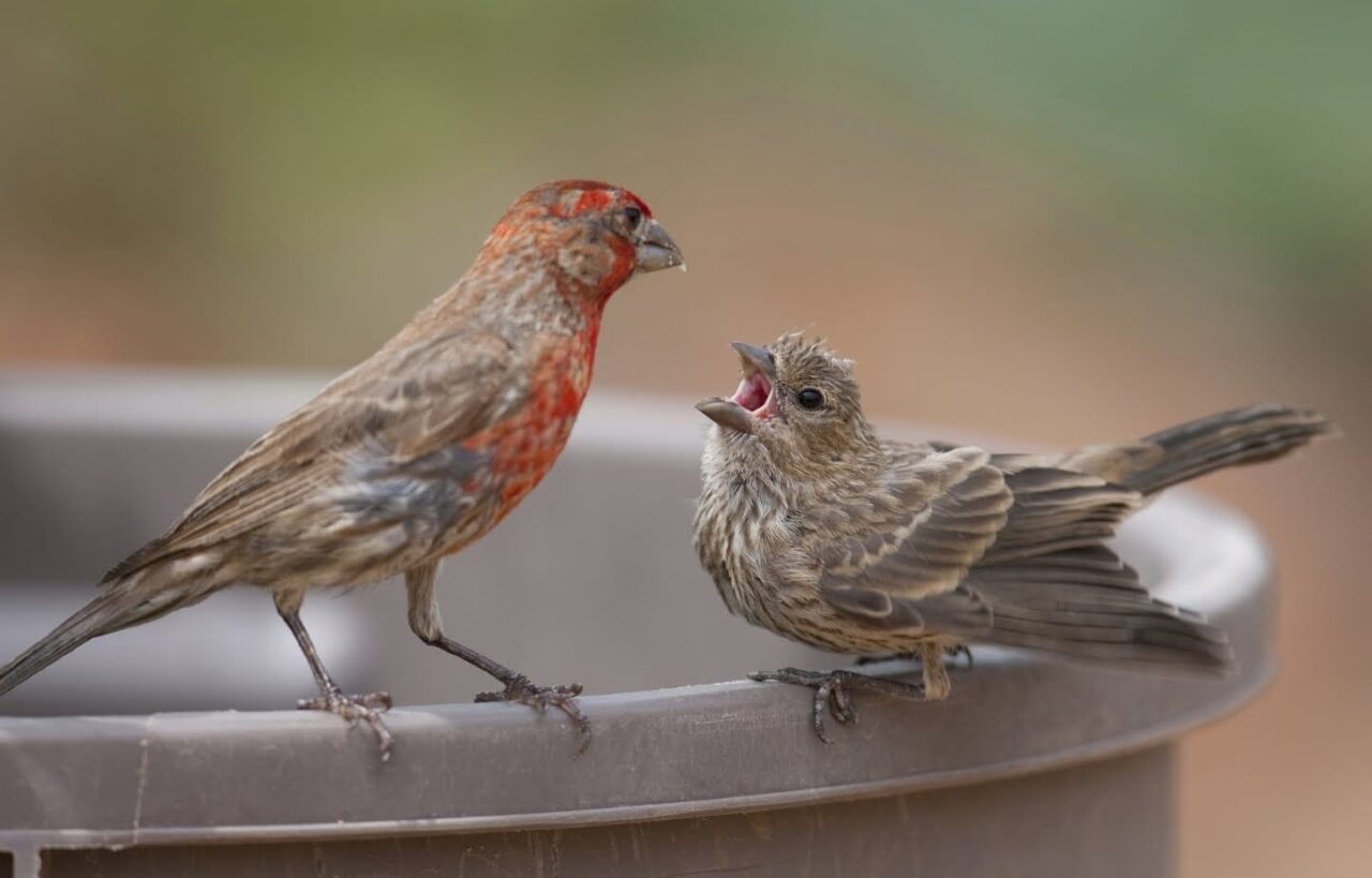 songbirds