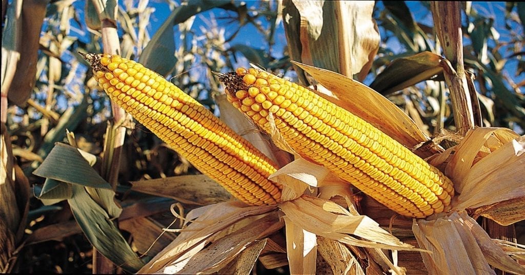 Corn-Import-1-1024x536.jpg