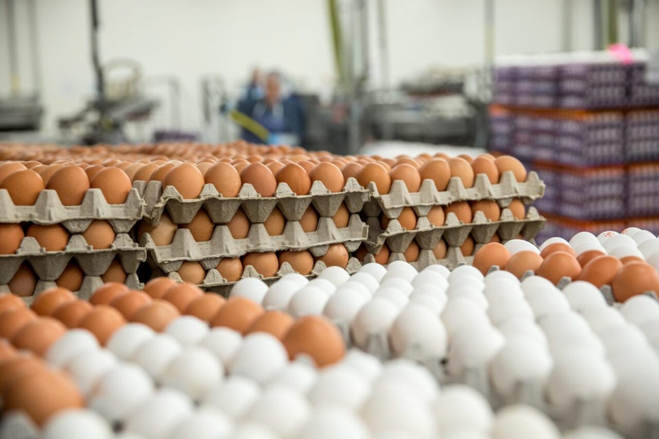 eggs Korea