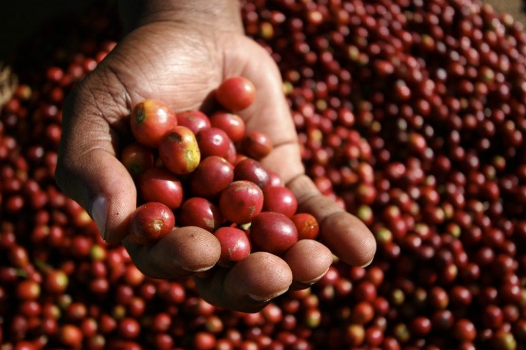 coffee-harvesting-1024x683.jpg