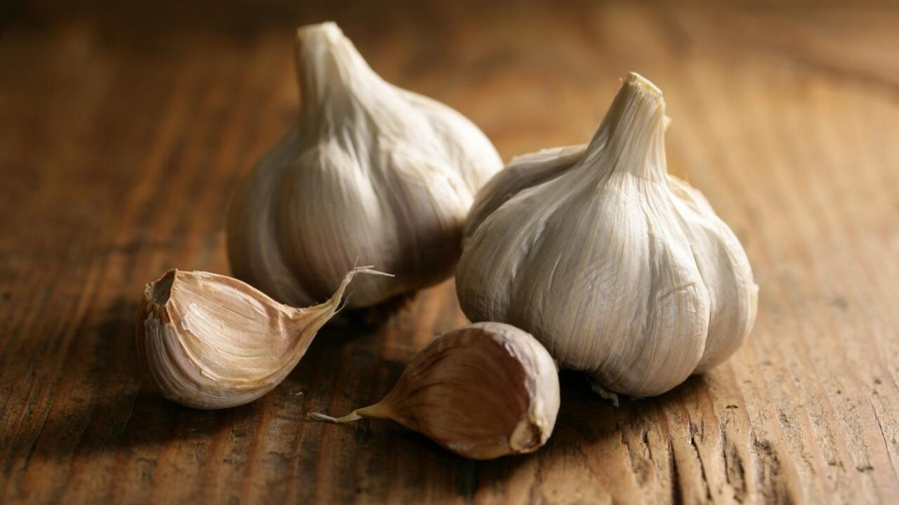 Garlic