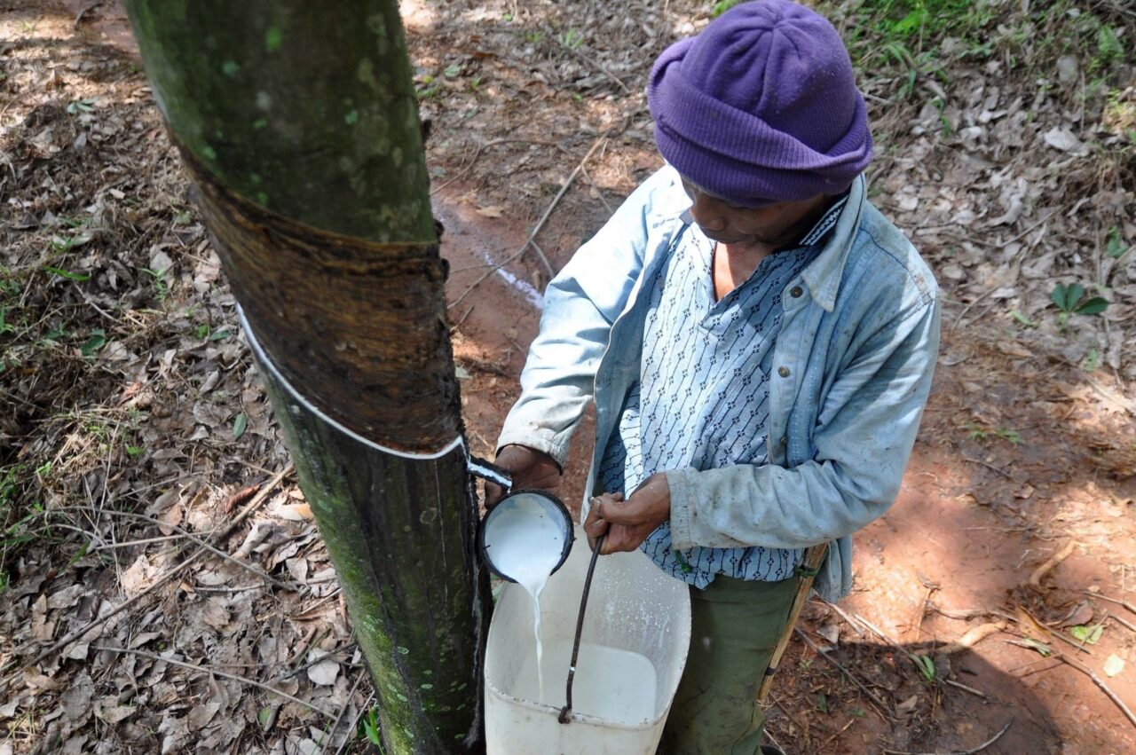 rubber harvesting