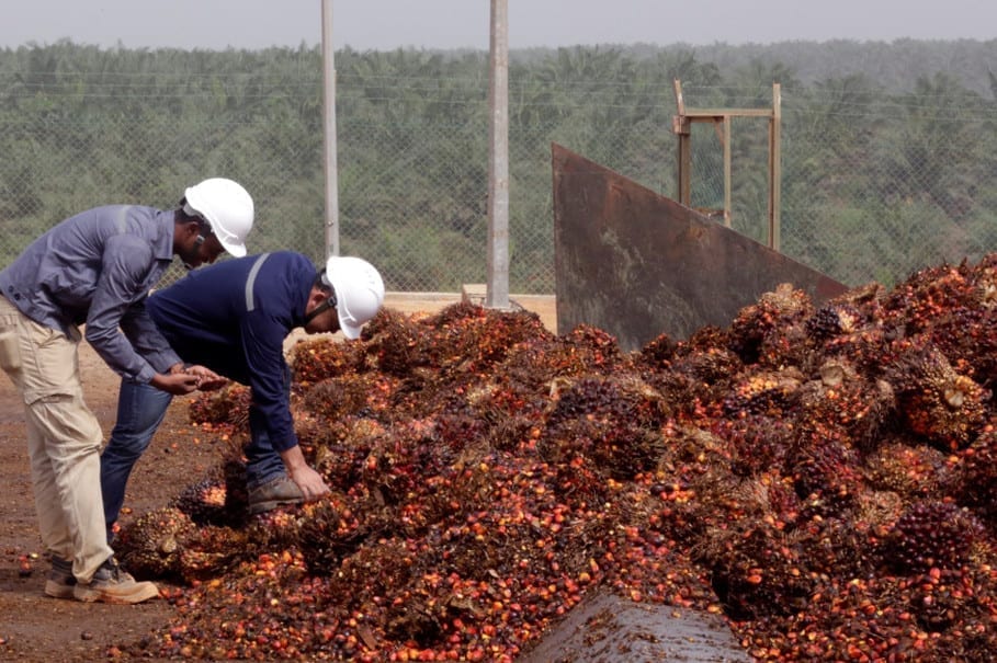 palm-oil.jpg