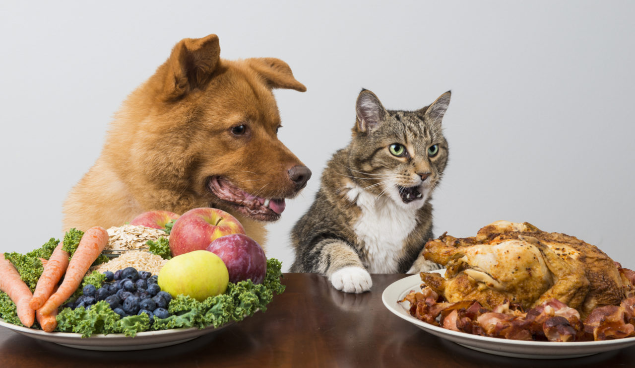 Pet-Food-1280x741.jpg