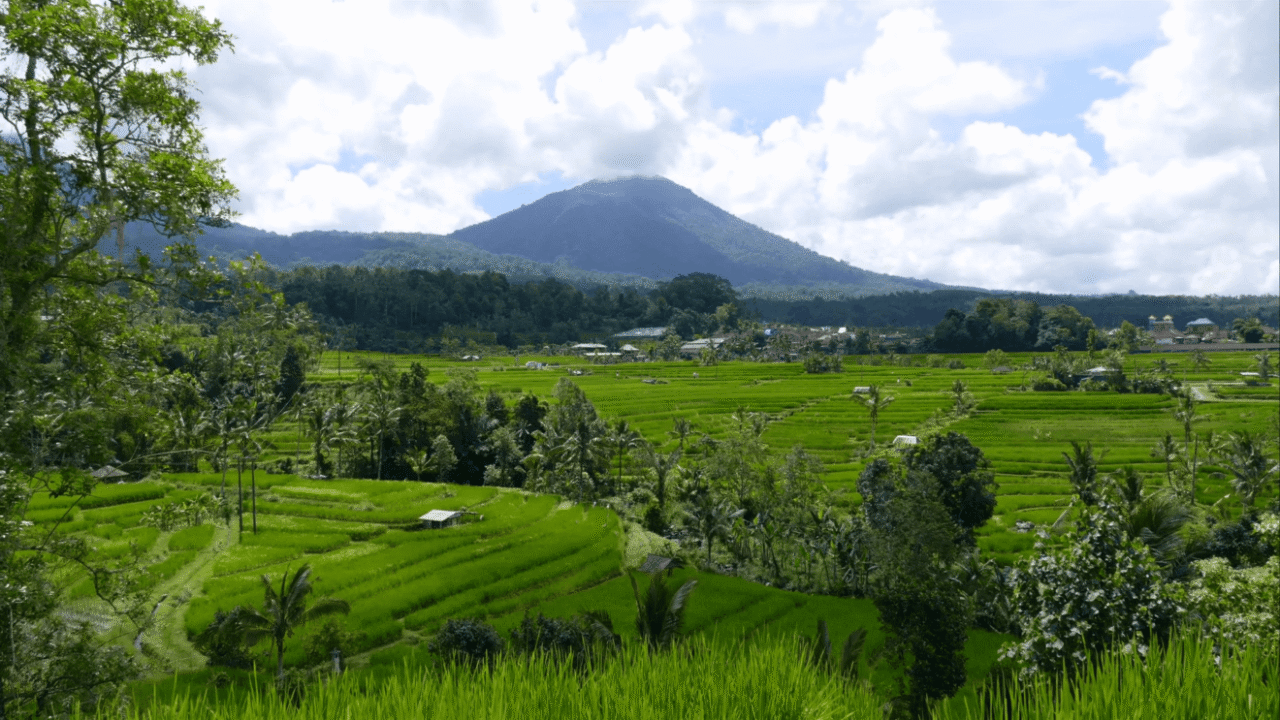 rice fields