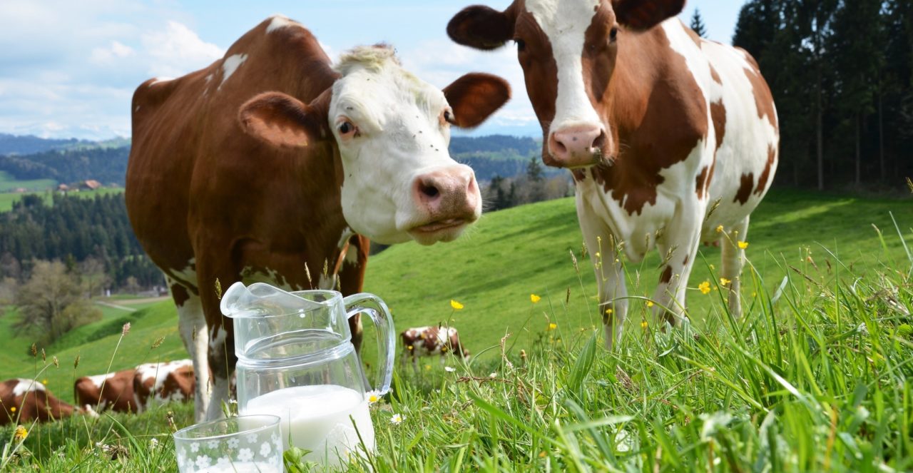 cow-milk-1280x663.jpg