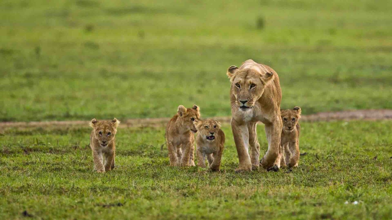 kenya wildlife 1
