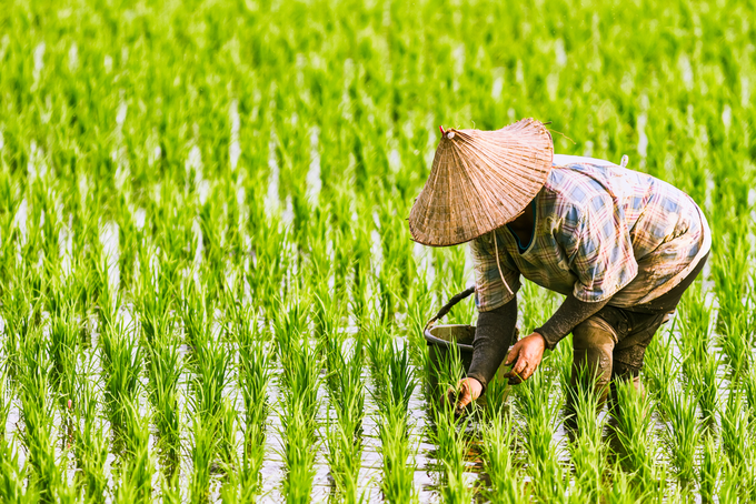rice-paddy-vietnam.png