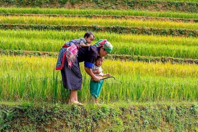 agriculture-vietnam-rice.jpg