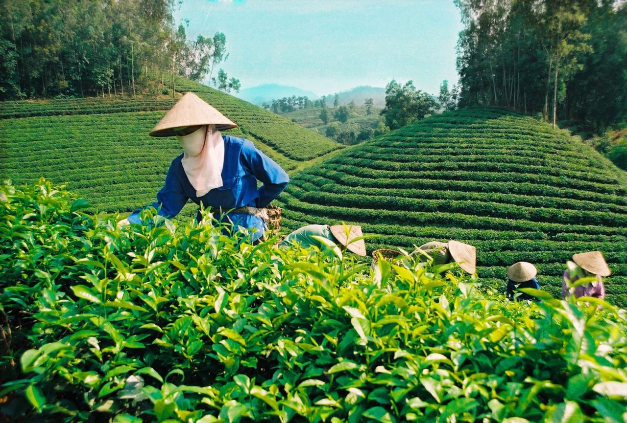 Vietnam-Agriculture-1280x865.jpg