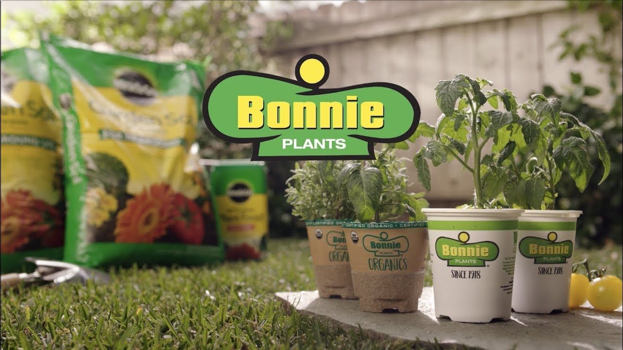 Bonnie-Vegetables-1280x720.jpg