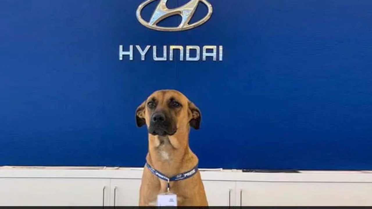 Hyundai-Dog.jpg