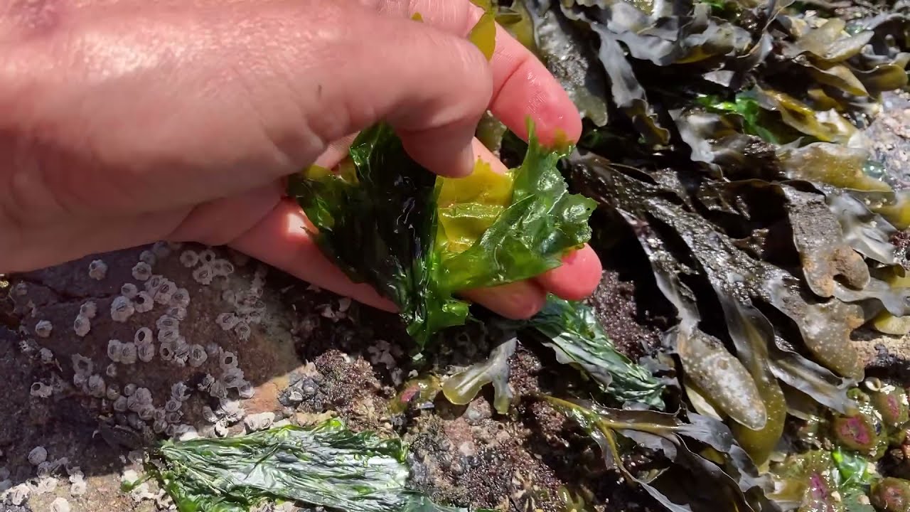 Seaweed-snacks-launched-by-Pacific-Harvest.jpeg