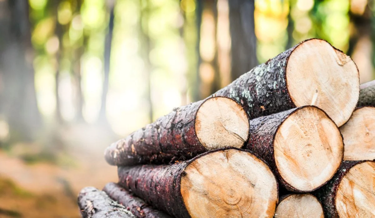 Timber exporters face sharp decline in orders