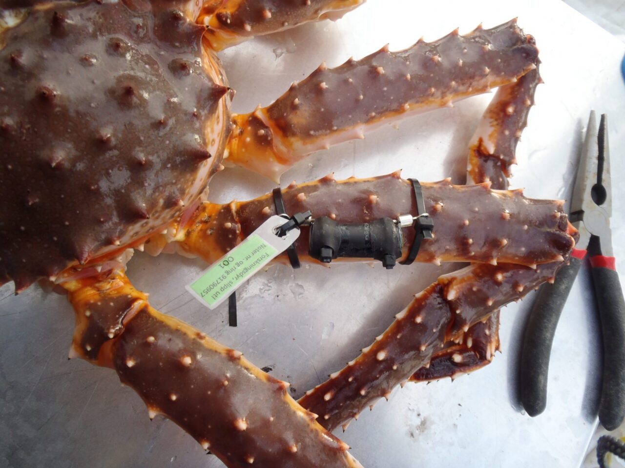 king crab