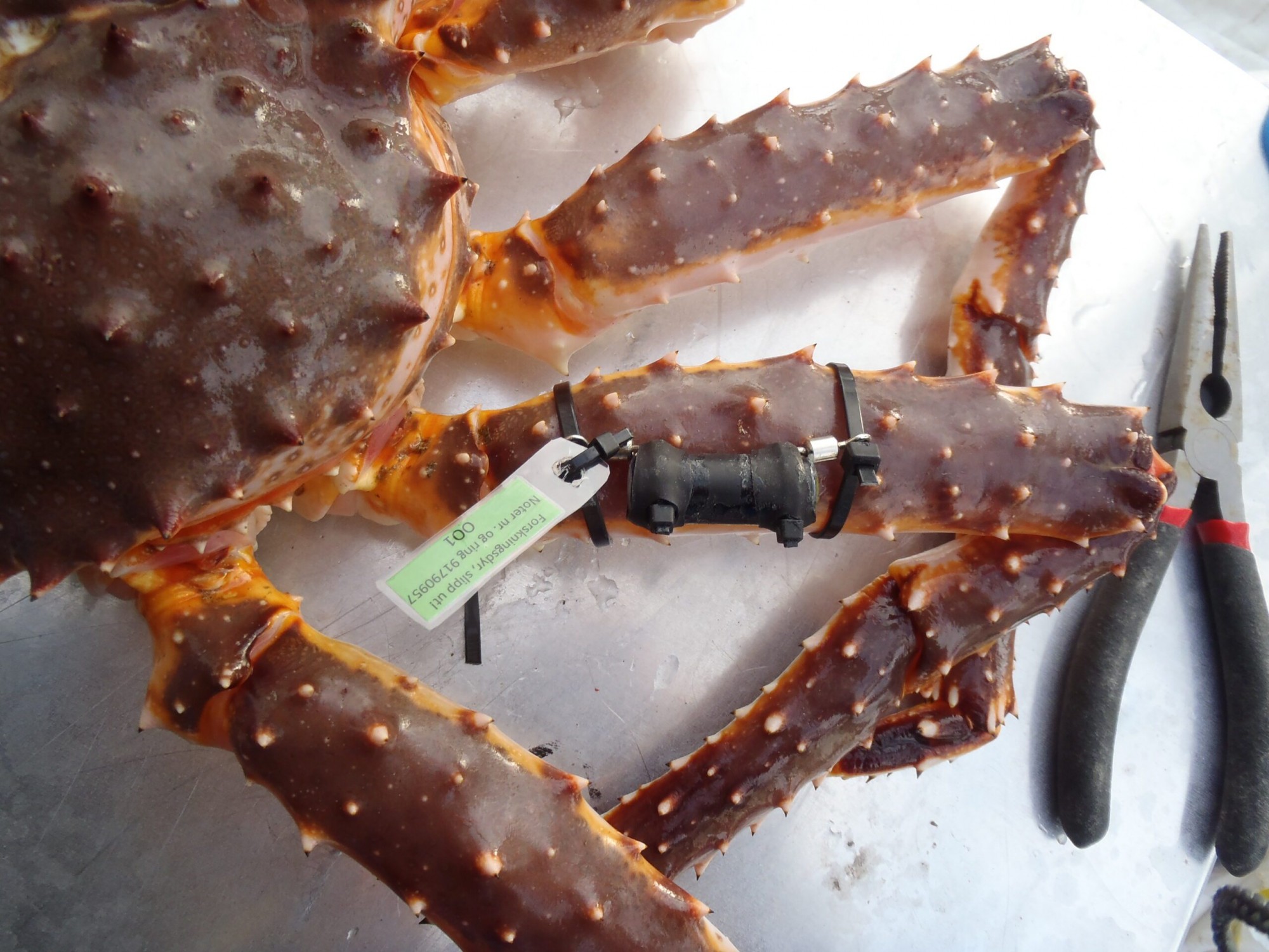 King crab prices skyrocket as supply dries up