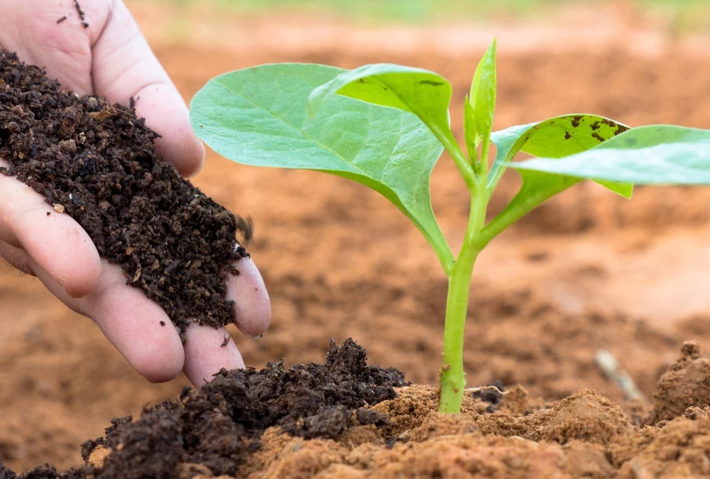 Fertilizer exports decrease